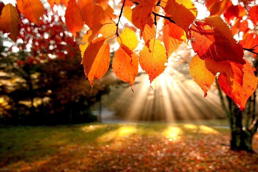 چالش عکاسی پاییزی Fall Follies؛ جادوی پاییز در لنز شما